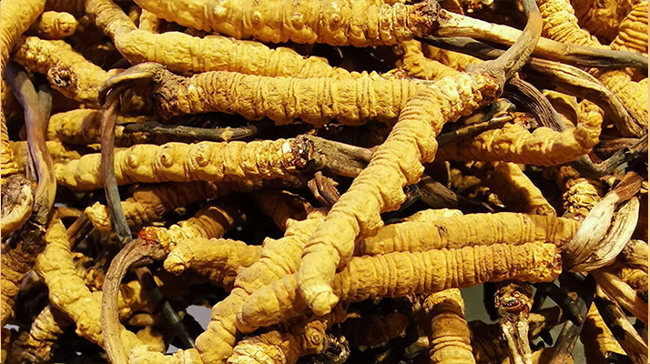 紫河車與冬蟲夏草的區(qū)別：來源、功效及適用場景解析