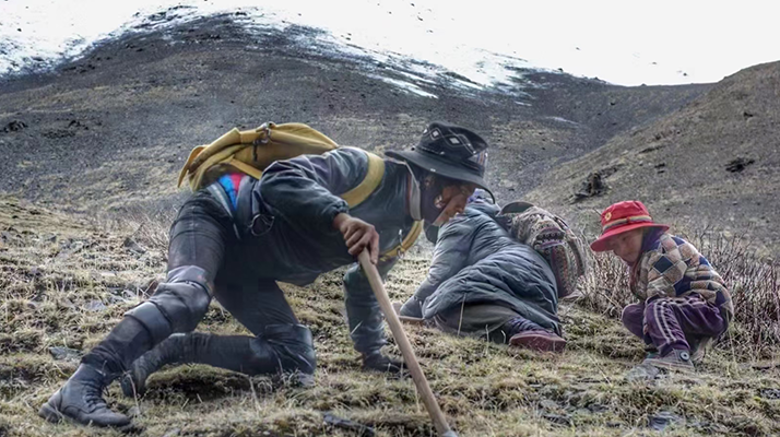 野生冬蟲夏草產(chǎn)地在哪里？核心產(chǎn)區(qū)與品質(zhì)特點(diǎn)解析