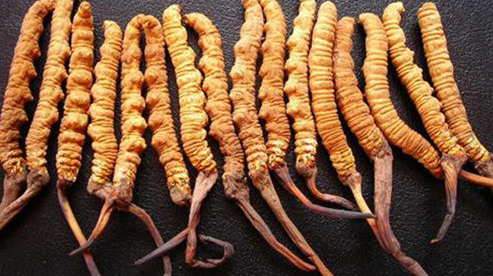 新鮮<a href=http://m.gi-casino.com/gongxiao/ target=_blank class=infotextkey><a href=http://m.gi-casino.com/gongxiao/ target=_blank class=infotextkey><a href=http://m.gi-casino.com/yangsheng/ target=_blank class=infotextkey>冬蟲夏草的功效</a></a></a>與作用：活性保留更完整，解鎖天然滋補新價值