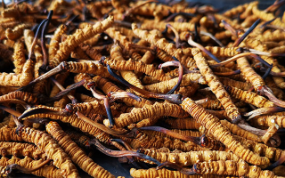 一根冬蟲夏草大概多少錢？?jī)r(jià)格背后的秘密