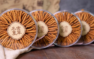 把握黃金時(shí)段！冬蟲夏草在這些時(shí)候吃效果更佳