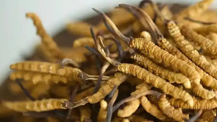 2025<a href=http://m.gi-casino.com/sdph/ppb/ target=_blank class=infotextkey>冬蟲夏草品牌</a>選購指南