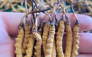  冬蟲夏草燉西洋參：秋冬滋補黃金搭配，這樣燉