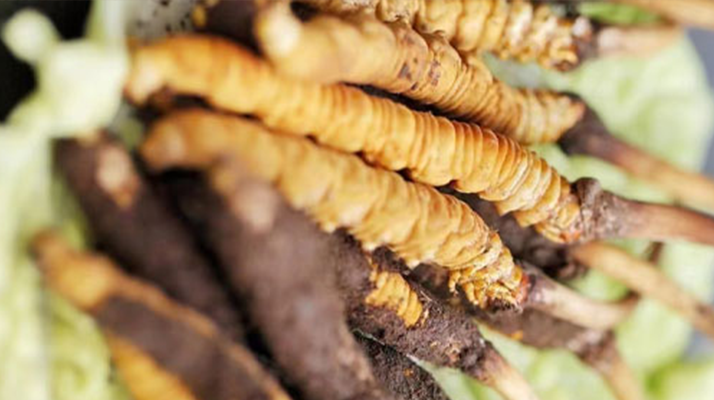 鮮冬蟲(chóng)夏草泡酒能喝嗎？ 