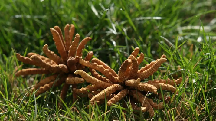 冬蟲夏草值那么多錢嗎 