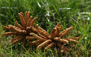 冬蟲夏草值那么多錢嗎？拆解價(jià)值與價(jià)格的真相