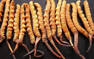 孕婦喝冬蟲(chóng)夏草湯的量多少合適？