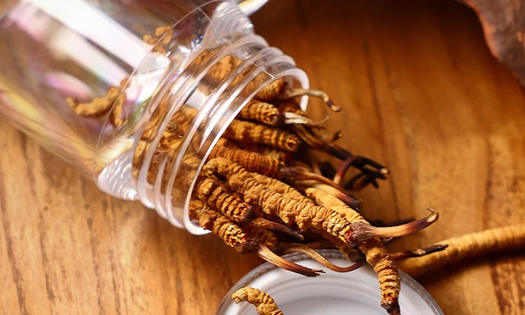 <a href=http://m.gi-casino.com/jiage/ target=_blank class=infotextkey>冬蟲夏草多少錢</a>一條