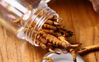 冬蟲夏草多少錢一條？2025 年單條價格換算與選購攻略