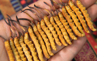 一根蟲草價(jià)差百倍？?jī)r(jià)格背后的四大核心密碼