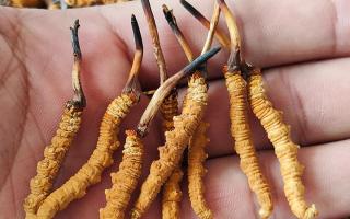 冬蟲夏草頭期凍干蟲草：解鎖滋補新方式，這些優(yōu)勢你該知道