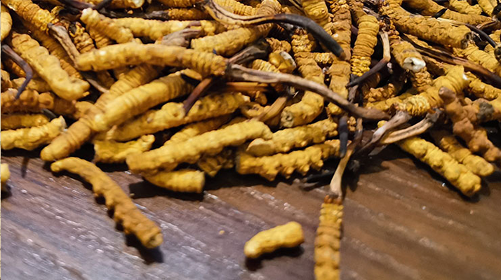 2025 年干<a href=http://m.gi-casino.com/jiage/ target=_blank class=infotextkey>冬蟲夏草價格</a>指南