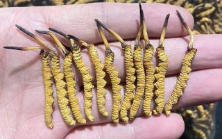野生冬蟲夏草的外形特征：一眼識(shí)別高原珍稀瑰寶