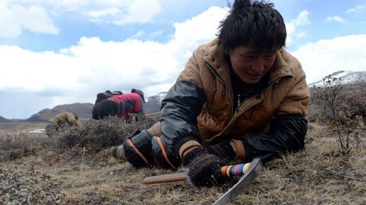 那曲<a href=http://m.gi-casino.com/sdph/wacr/ target=_blank class=infotextkey>挖草人</a>阿旺的蟲草采摘時間表 