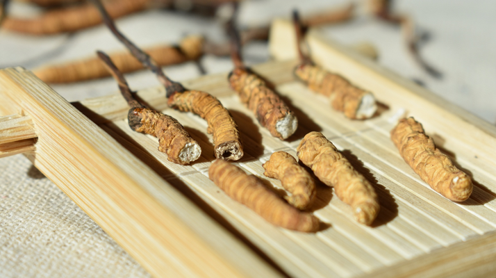 斷的<a href=http://m.gi-casino.com/ target=_blank class=infotextkey>冬蟲(chóng)夏草</a>一克啥價(jià) 