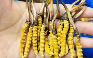 新鮮冬蟲夏草要吃幾次？一篇給普通人的實用指南