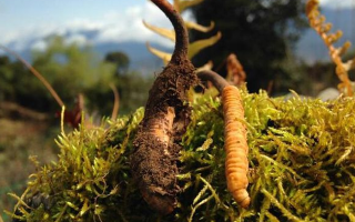 野生冬蟲夏草長什么樣？我跟你嘮嘮