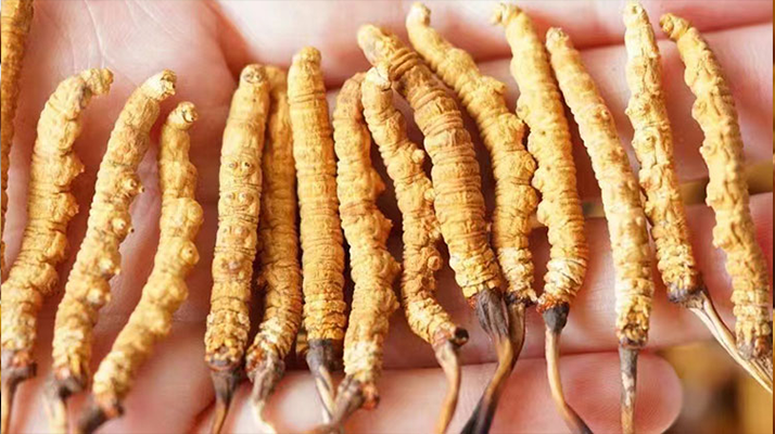 冬蟲夏草最佳購買時間：選對時機(jī)，兼顧品質(zhì)與性價比