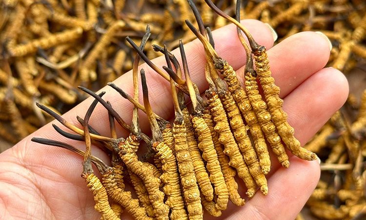 冬蟲夏草保存時(shí)長:專家解析關(guān)鍵影響因素與期限界定