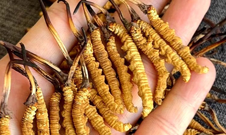 冬蟲夏草含水量:多少才合適