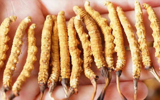 冬蟲夏草最佳購(gòu)買時(shí)間：選對(duì)時(shí)機(jī)，兼顧品質(zhì)與性價(jià)比